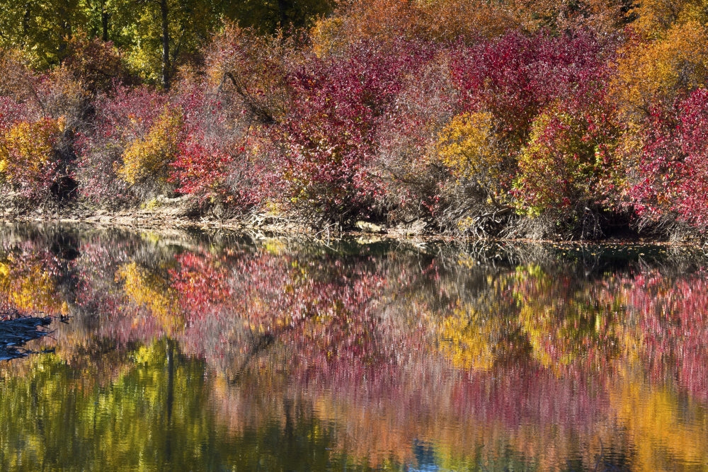 Fall foliage poster print showcasing the White River Area in Wenatchee National Forest, WA.