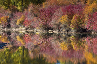 Fall foliage poster print showcasing the White River Area in Wenatchee National Forest, WA.