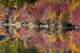 Fall foliage poster print showcasing the White River Area in Wenatchee National Forest, WA.