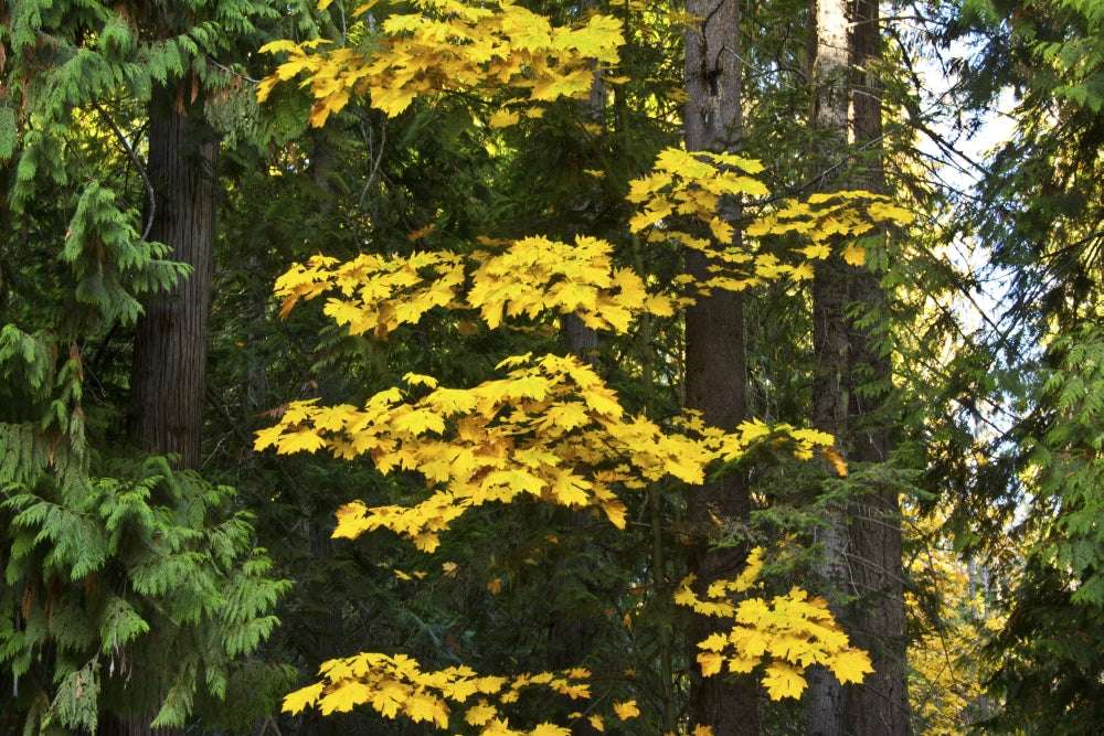Autumn Foliage at Lake Wenatchee Poster Print by Michel Hersen