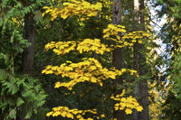 Autumn Foliage at Lake Wenatchee Poster Print by Michel Hersen