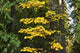 Autumn Foliage at Lake Wenatchee Poster Print by Michel Hersen