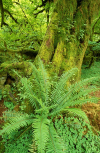 Sword fern and moss covered old growth in the Hoh Rain Forest poster print