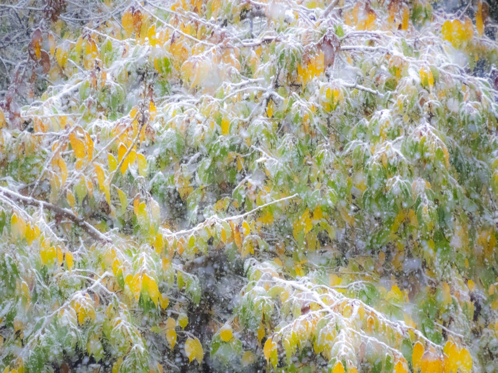 Fresh Snow on Japanese Maple Tree Poster Print by Sylvia Gulin