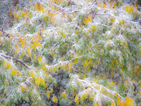 Fresh Snow on Japanese Maple Tree Poster Print by Sylvia Gulin