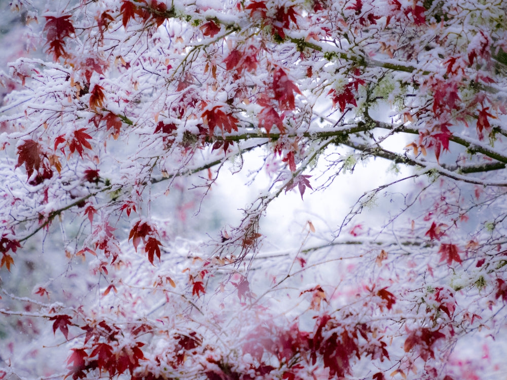 Fresh Snow on Japanese Maple Tree Poster Print by Sylvia Gulin