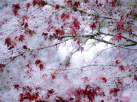 Fresh Snow on Japanese Maple Tree Poster Print by Sylvia Gulin