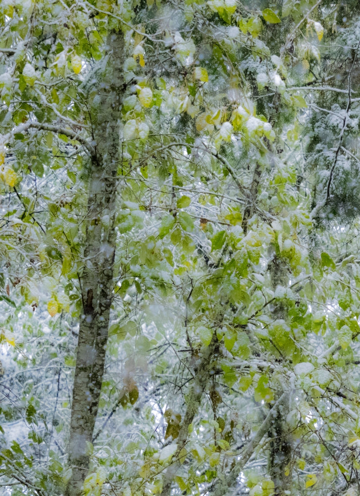 Fresh Snow on Alder Trees Poster Print by Sylvia Gulin, winter landscape artwork.