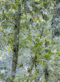 Fresh Snow on Alder Trees Poster Print by Sylvia Gulin, winter landscape artwork.