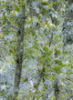Fresh Snow on Alder Trees Poster Print by Sylvia Gulin, winter landscape artwork.