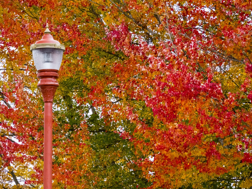 Fall Color in Downtown Issaquah Poster Print by Sylvia Gulin, depicting vibrant autumn scenery.