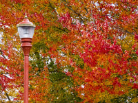 Fall Color in Downtown Issaquah Poster Print by Sylvia Gulin, depicting vibrant autumn scenery.