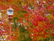 Fall Color in Downtown Issaquah Poster Print by Sylvia Gulin, depicting vibrant autumn scenery.
