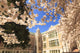 Cherry Blossoms in Peak Bloom poster print featuring University of Washington campus in Seattle, WA.
