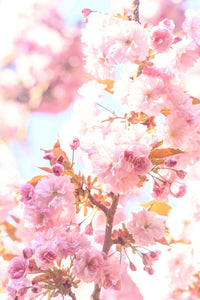 Washington Park Arboretum Spring Blooms Poster Print by Stuart Westmorland