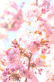 Washington Park Arboretum Spring Blooms Poster Print by Stuart Westmorland