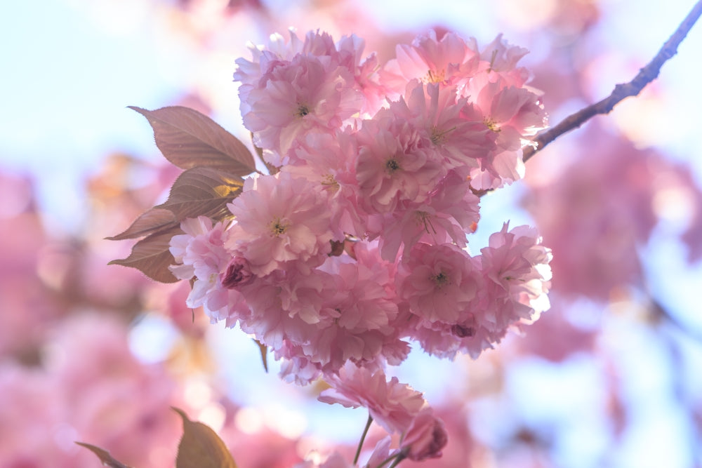 Washington Park Arboretum spring blooms poster print by Stuart Westmorland