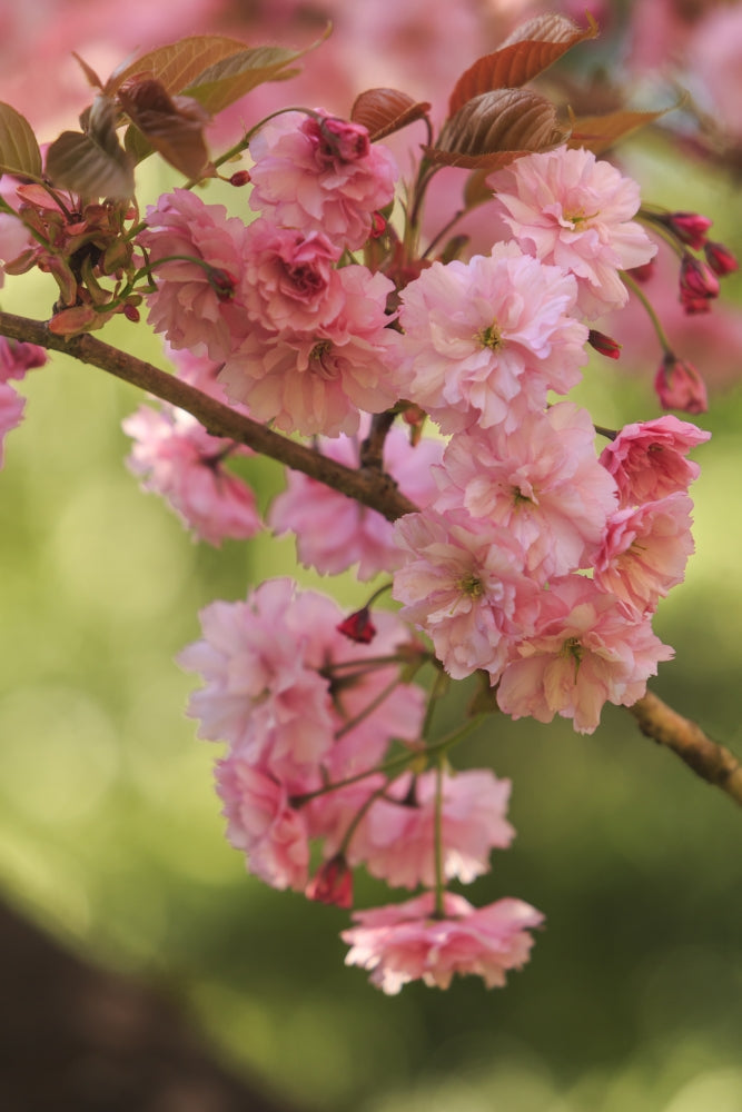 Washington Park Arboretum spring blooms poster print by Stuart Westmorland