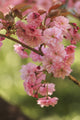Washington Park Arboretum spring blooms poster print by Stuart Westmorland