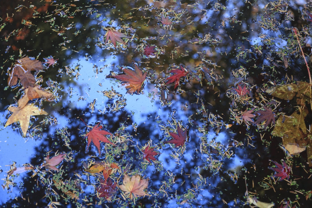 Washington Park Arboretum autumn colors poster print by Stuart Westmorland