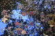Washington Park Arboretum autumn colors poster print by Stuart Westmorland