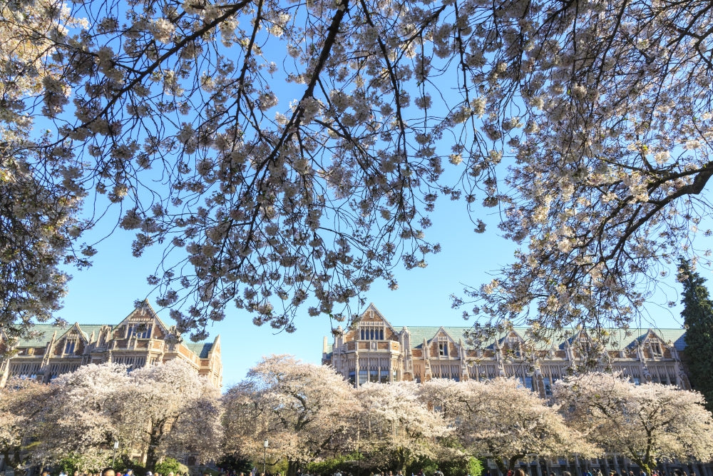 Cherry Blossoms in Full Bloom Poster Print by Stuart Westmorland