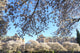 Cherry Blossoms in Full Bloom Poster Print by Stuart Westmorland