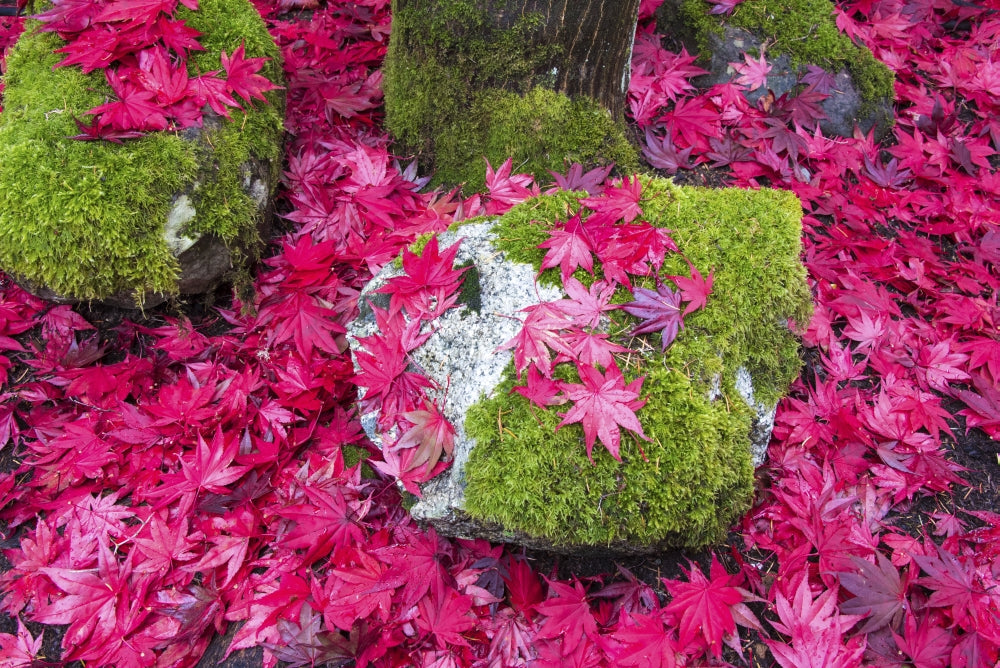 Fallen autumn Japanese maple leaves on rock and moss poster print by Trish Drury.