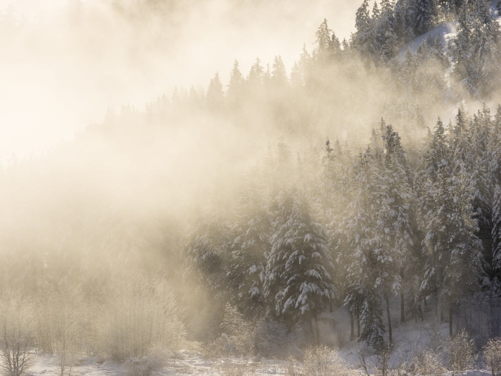 Trees in Fog with Morning Light Poster Print by Terry Eggers