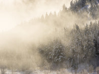 Trees in Fog with Morning Light Poster Print by Terry Eggers