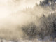 Trees in Fog with Morning Light Poster Print by Terry Eggers