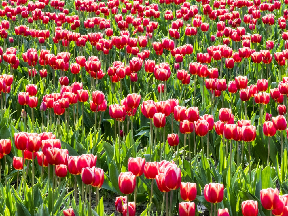Tulip Fields in Bloom Poster Print by Terry Eggers