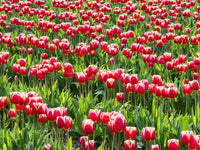 Tulip Fields in Bloom Poster Print by Terry Eggers