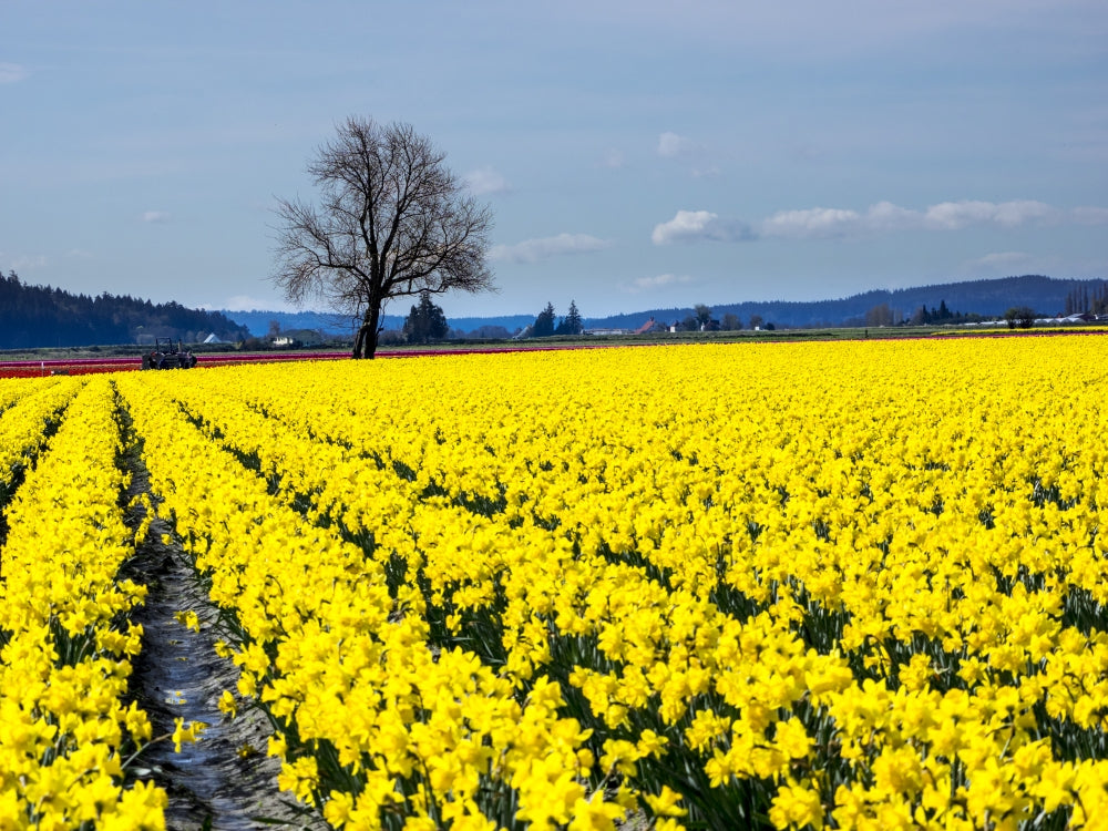 Daffodils in Bloom Poster Print by Terry Eggers showcasing vibrant flowers.