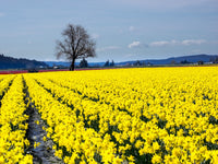 Daffodils in Bloom Poster Print by Terry Eggers showcasing vibrant flowers.