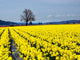 Daffodils in Bloom Poster Print by Terry Eggers showcasing vibrant flowers.