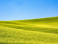 Canola Field in Spring Poster Print by Terry Eggers showcasing vibrant yellow flowers and lush green fields.