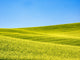Canola Field in Spring Poster Print by Terry Eggers showcasing vibrant yellow flowers and lush green fields.