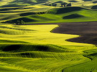 Spring Fields of Wheat, Peas, and Barley Poster Print by Terry Eggers