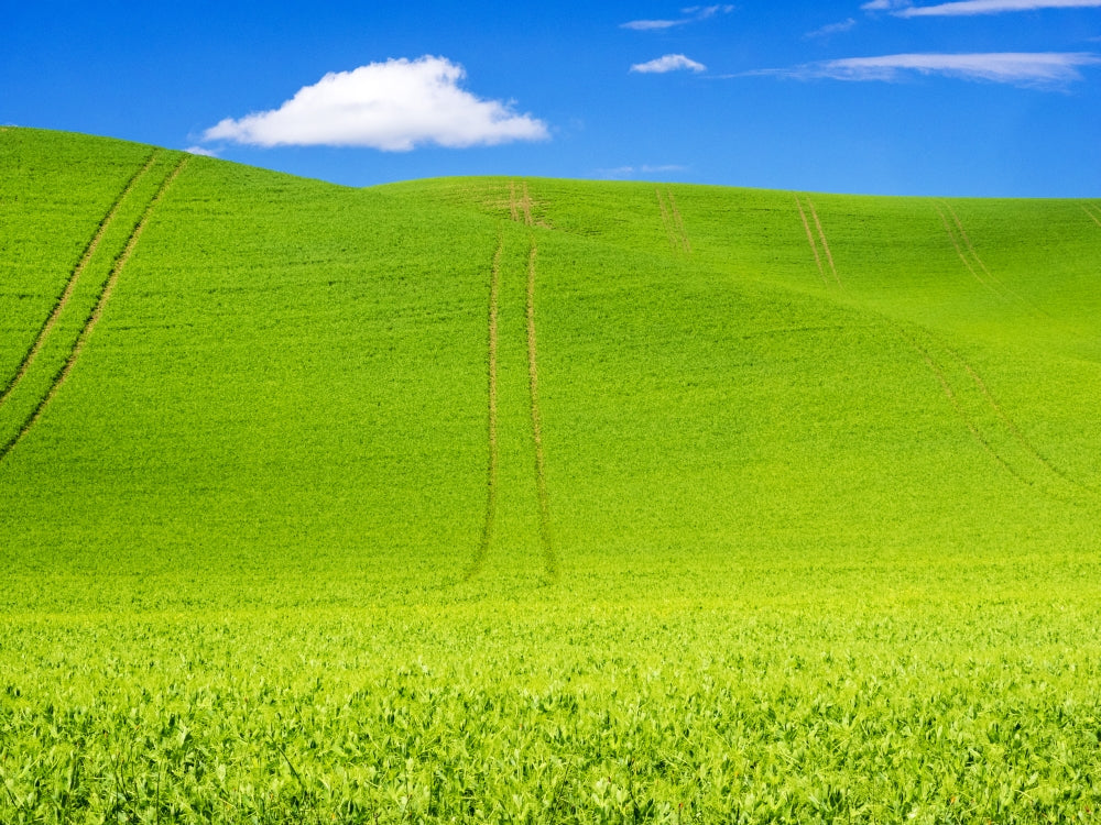 Wheel Patterns in Spring Pea Fields Poster Print by Terry Eggers