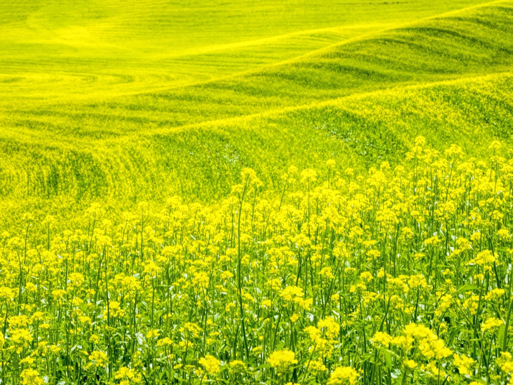Patterns in Canola Fields Poster Print by Terry Eggers
