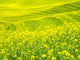 Patterns in Canola Fields Poster Print by Terry Eggers