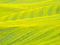 Patterns in Canola Fields Poster Print by Terry Eggers showcasing vibrant colors.