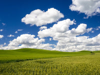 Spring Wheat and Winter Wheat Fields with Puffy Clouds Poster Print by Terry Eggers
