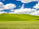 Spring Wheat Field with Puffy Clouds Poster Print by Terry Eggers