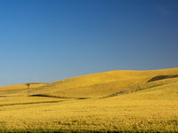 Windmill in Fields During Harvest Poster Print by Terry Eggers
