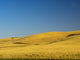 Windmill in Fields During Harvest Poster Print by Terry Eggers