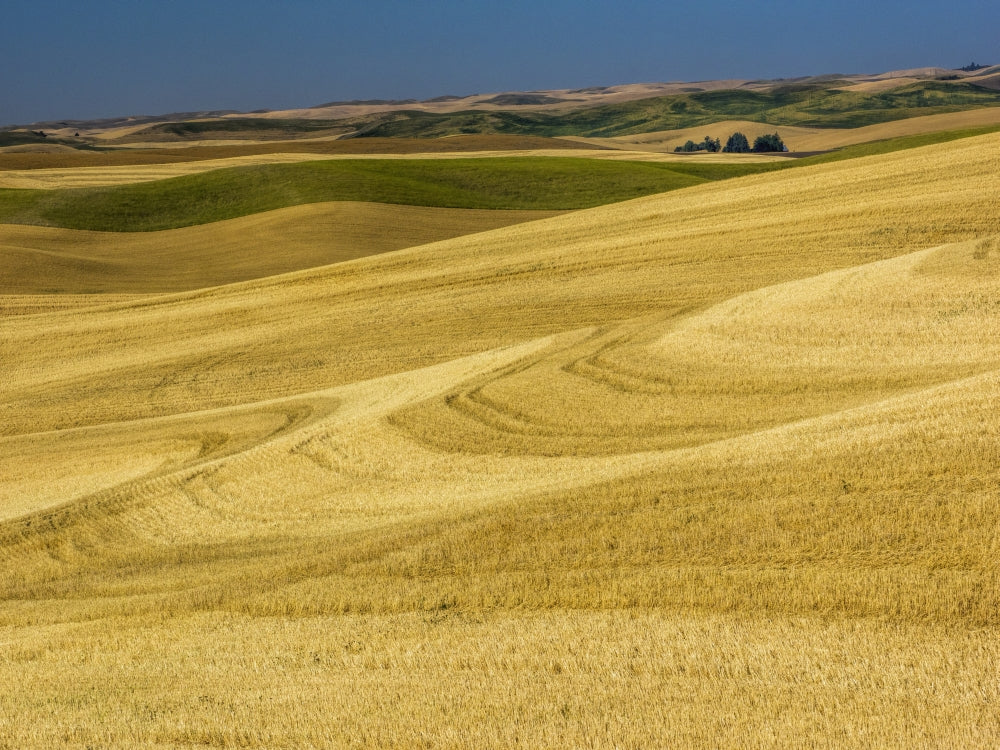 Fields During Harvest Poster Print by Terry Eggers showcasing vibrant agricultural landscape.
