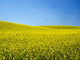 Spring Canola Field Poster Print by Terry Eggers showcasing vibrant yellow flowers in Washington State.