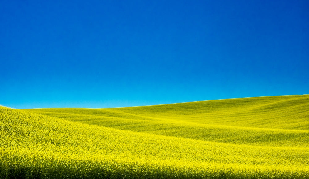 Spring Canola Field poster print by Terry Eggers showcasing vibrant yellow flowers in Washington State.